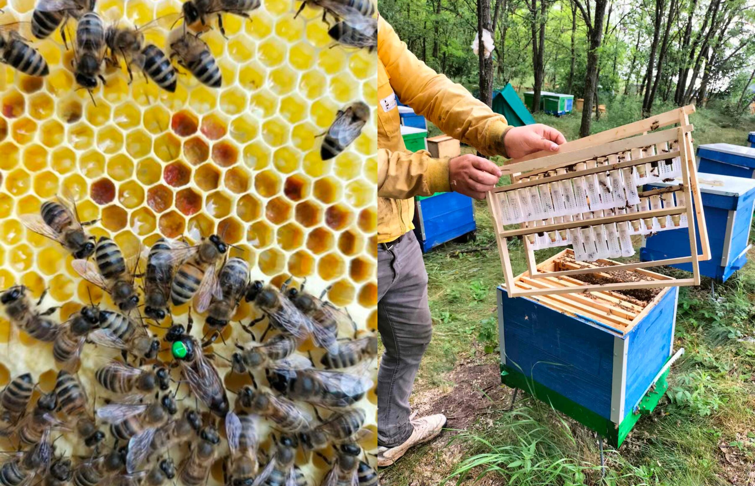 В Молдове мужчина продавал запрещенный вид пчел. ANSA обратился к пчеловодам