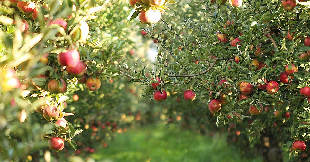 В Молдове исчезают яблоневые сады: из-за эмбарго РФ стали нерентабельны