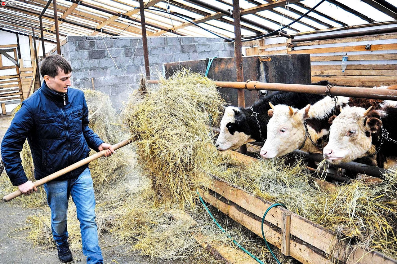 В Молдове исчезают крестьянские хозяйства: их число сократилось в 6 раз в 2023 году