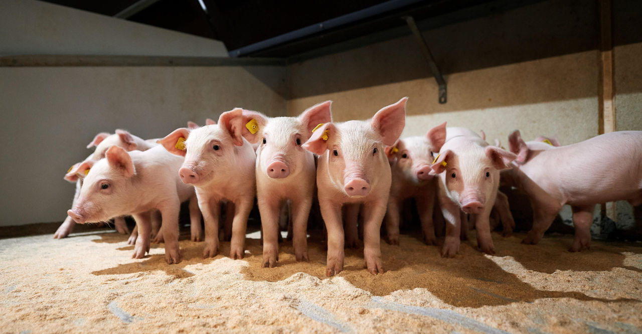 В Молдове зарегистрирован новый случай африканской чумы свиней