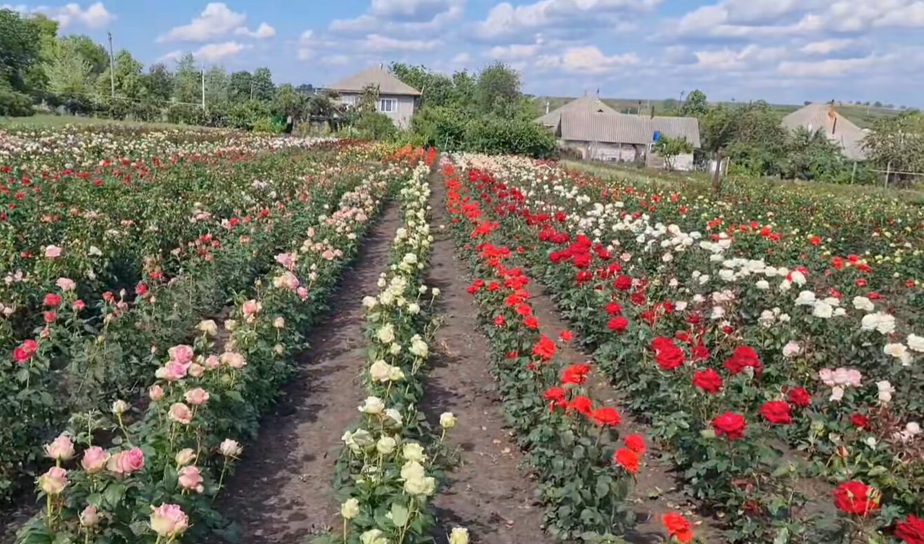 За два года Молдова экспортировала более 3,5 млн саженцев роз
